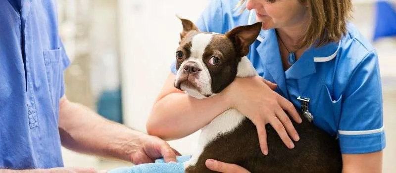 Accede a nuevas oportunidades en veterinaria con los programas online de MasterD