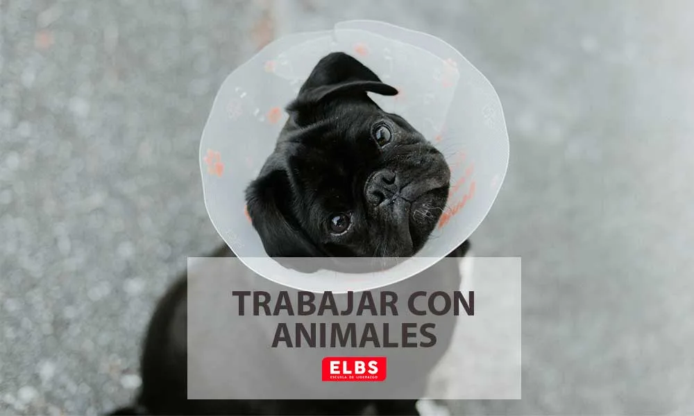 Guía de las titulaciones que te permitirán trabajar con animales, por Escuela ELBS