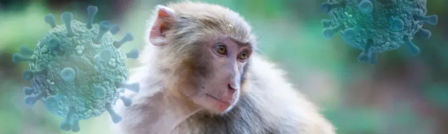 ¿Qué sabemos del virus B? Un extraño herpes que se trasmite de los macacos