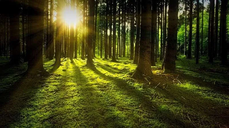 Responsabilidad medioambiental, un reto que toda empresa debe asumir por su futuro y el de su entorno