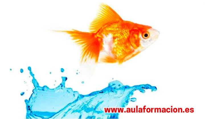 Gestión del talento  con Aulaformacion BS: ¿Conoces la influencia del filósofo griego «Sócrates» en el Coaching?