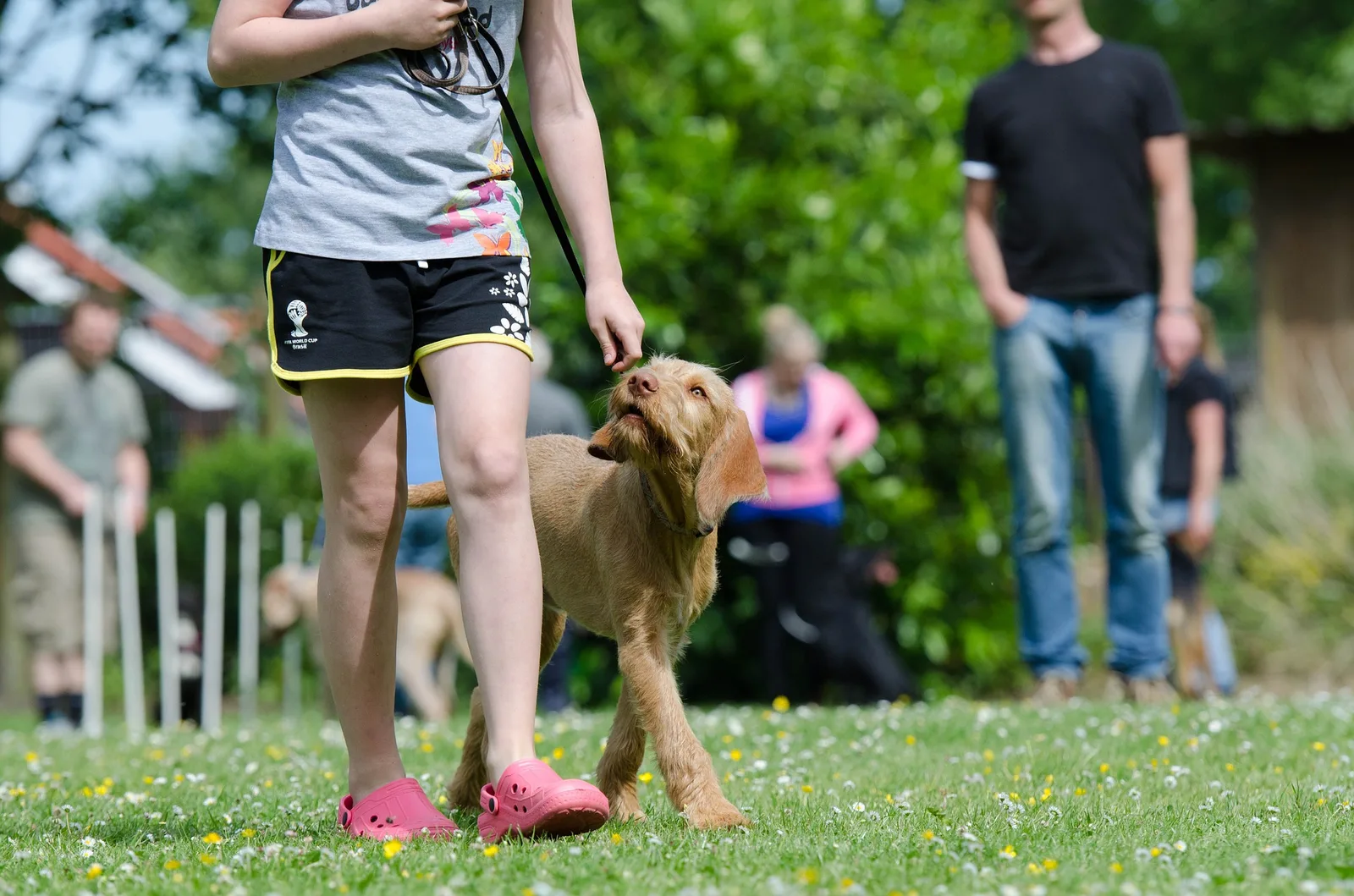 Escuela des Arts explica las técnicas del adiestramiento canino